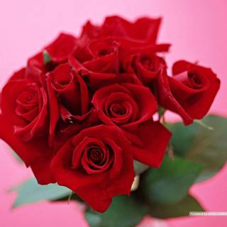 Images flowers roses