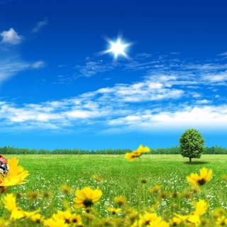 Summer background pics