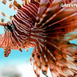 Lionfish wallpaper