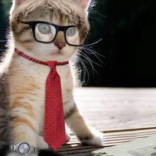 Free desktop wallpaper cats