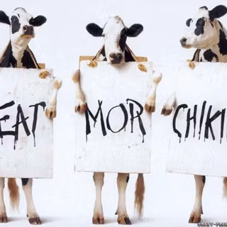 Wallpapers of funny pics