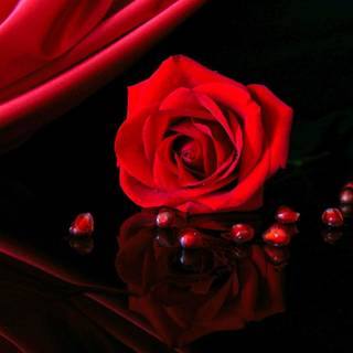 Red rose walpaper