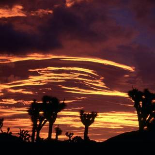 Joshua Tree wallpaper