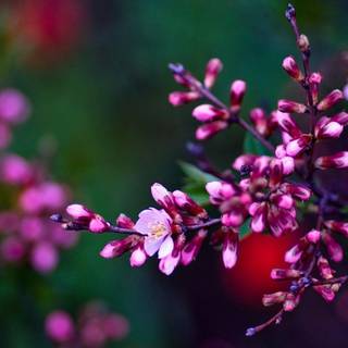 Spring flower screensavers