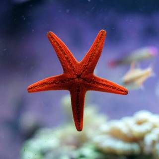 Starfish wallpaper
