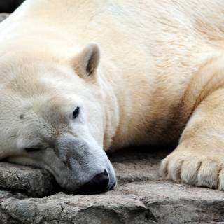 Polar bear wallpaper