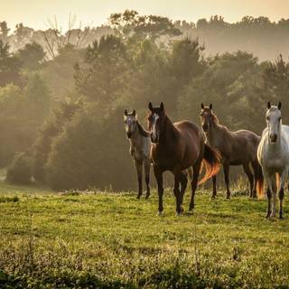 Wild horses wallpaper