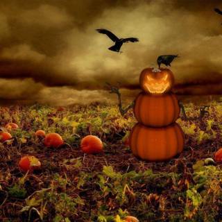 Pumpkin wallpaper