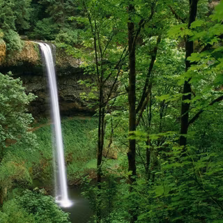 Beautiful forest wallpaper