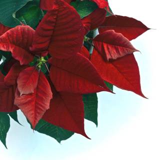 Poinsettia wallpaper