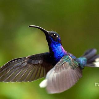 Best of Bing wallpaper