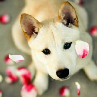 Cute dogs wallpaper