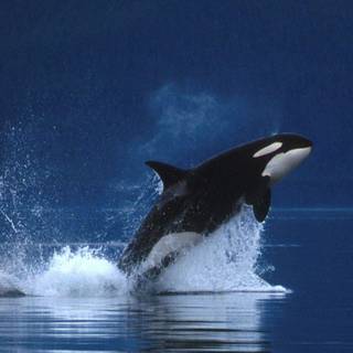 Orca whale wallpaper