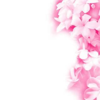 Flower pink background