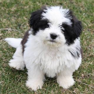 Shih tzu pics