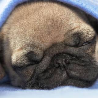 Pug puppies wallpaper