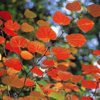 Free autumn wallpaper backgrounds