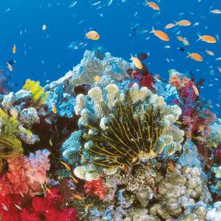 Great Barrier Reef wallpaper