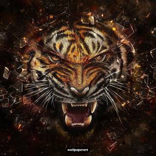 Tiger HD wallpaper