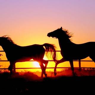 Beautiful horses wallpaper