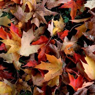 Fall screen backgrounds