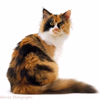 Cat white background