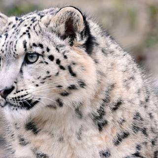 Snow leopard backgrounds