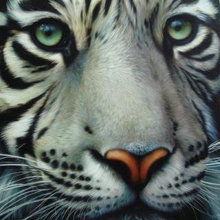 White tiger backgrounds