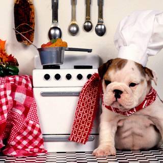 English Bulldog wallpaper