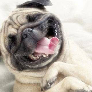Pug puppies wallpaper