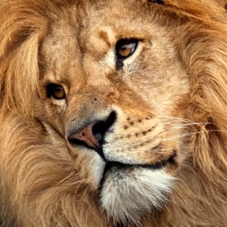 Lion face wallpaper