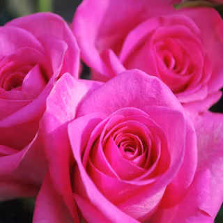 Flower download pictures