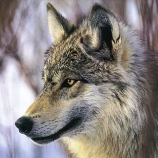 Wolf background pictures