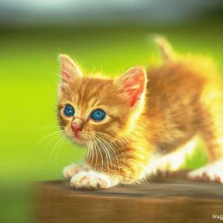 Cute kittens wallpaper