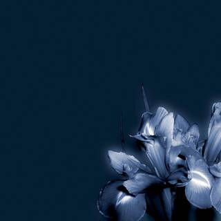 Dark flower wallpaper