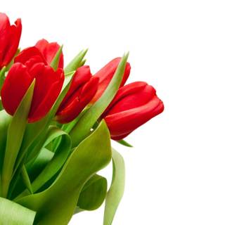 Red tulips wallpaper