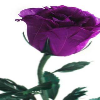 Purple roses wallpaper