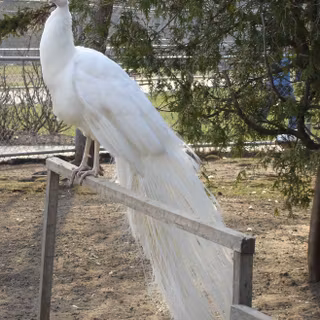 White peacock wallpaper