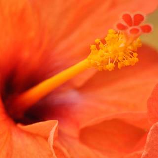 Hibiscus flower wallpaper