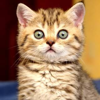 Cute kitten desktop wallpaper