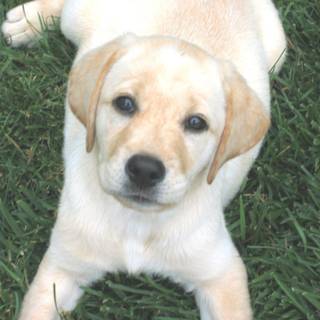 Yellow Lab wallpaper