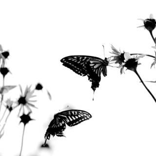 Black butterfly background