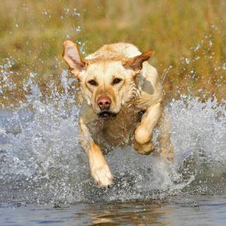 Yellow Lab wallpaper