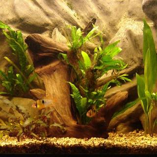 Aquarium background pictures