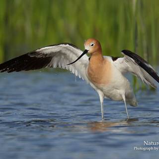 Wildlife wallpaper desktop