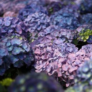 Hydrangea background