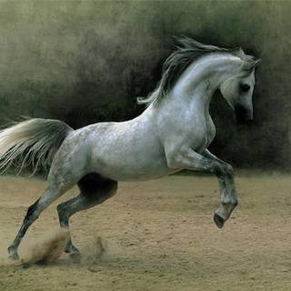 Arabian horse wallpaper