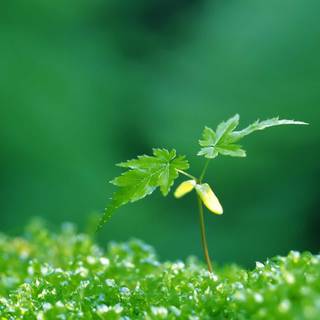 Spring images for wallpaper