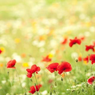 Desktop backgrounds images