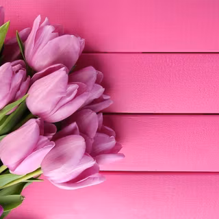 Pink tulips wallpaper